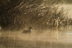 Gadwall Silhouette